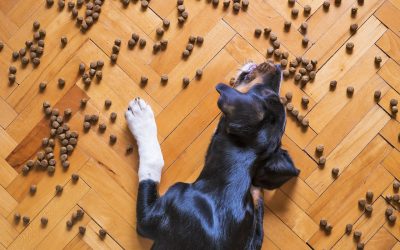 Essentiële ingrediënten voor gezond hondenvoer